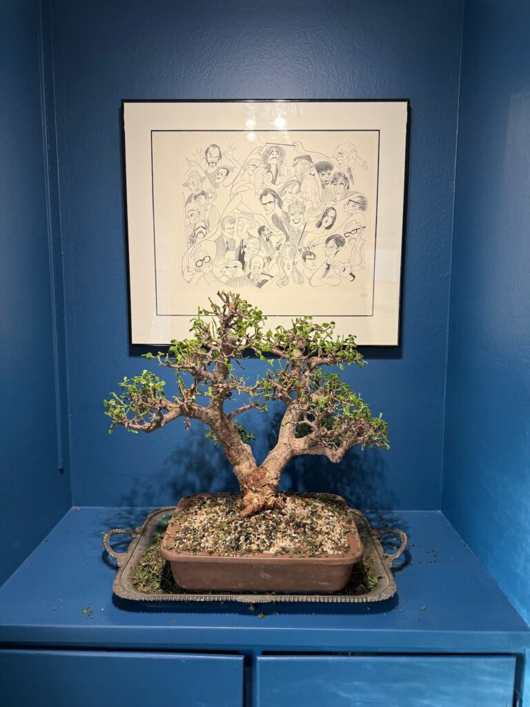 Bonsai tree and framed drawings at Unfold Psychology San Jose