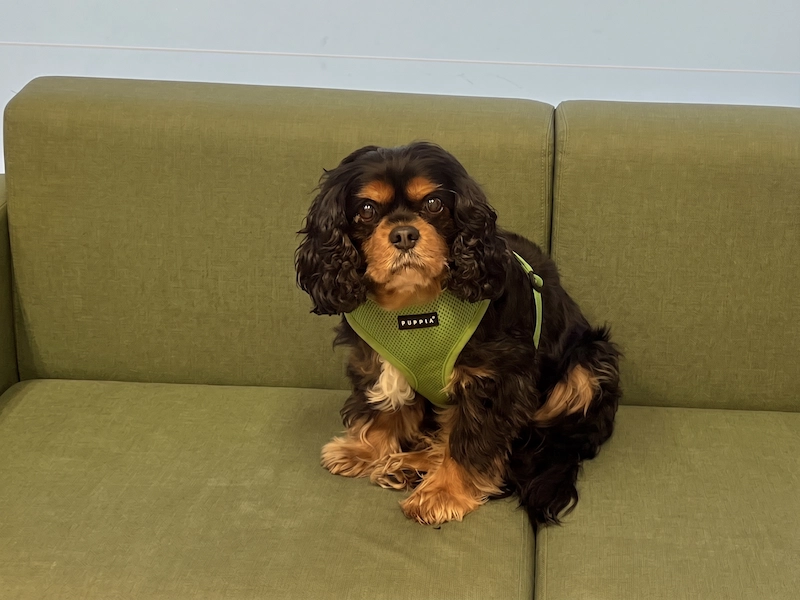 Sammy, Dr. Heafey's therapy dog, a black and tan Cavalier King Charles Spaniel, sitting on a couch