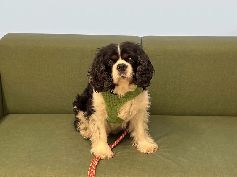 Wolfie, Dr. Heafey's therapy dog, a tricolour Cavalier King Charles Spaniel, sitting on a couch